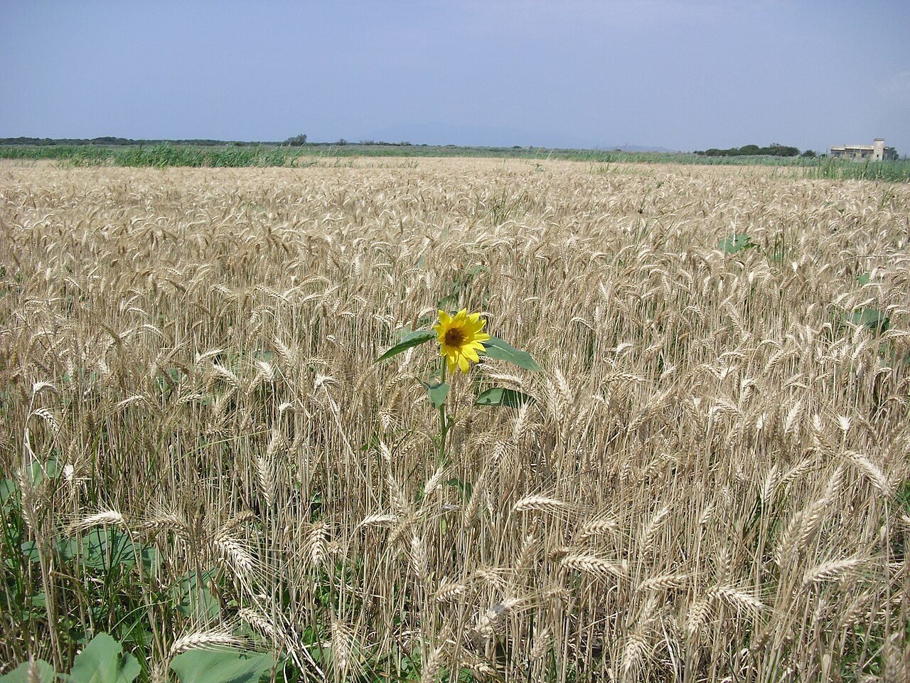 Un campo di grano nella campagna di Capalbio
